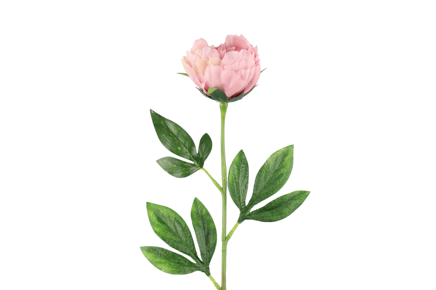 4Living Pioni 60 cm värilajitelma