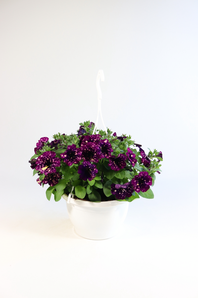 Petunia-amppeli Suomi