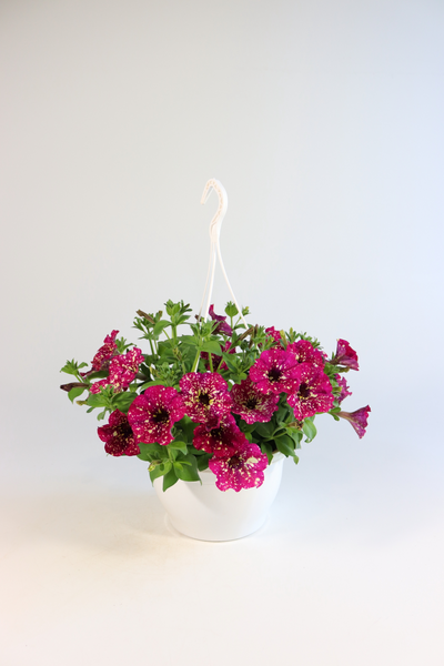 Petunia-amppeli Suomi