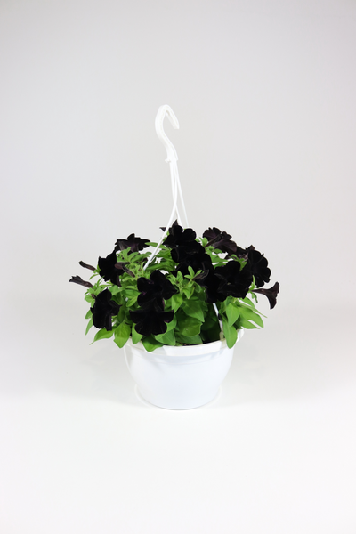 Petunia-amppeli Suomi