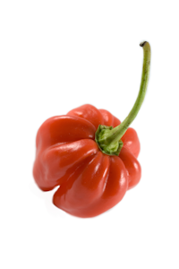 Habanero punainen NL/BE/ES 1lk