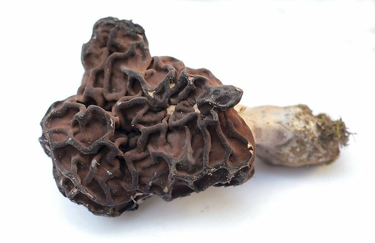 Korvasieni