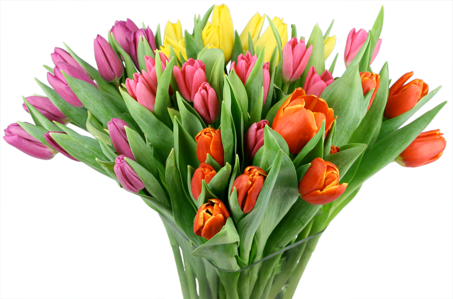 Tulppaani 7kpl Suomi