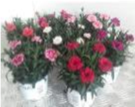 Neilikka mix 10,5cm Hollanti