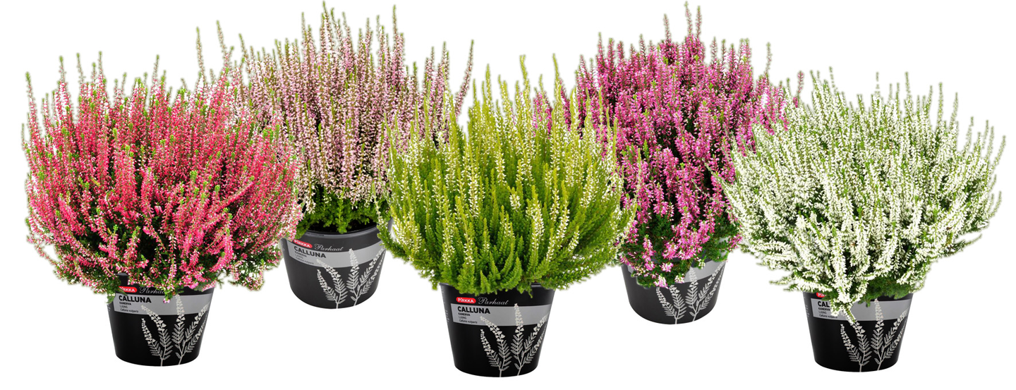 Pirkka Parhaat Calluna 17cm ruuku Saksa