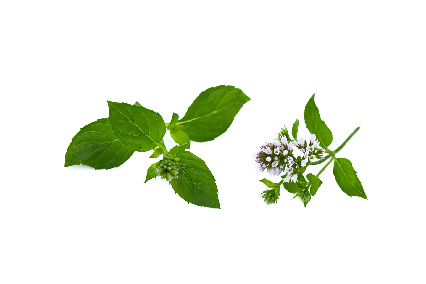 Mimis suklaaminttu 20g Suomi