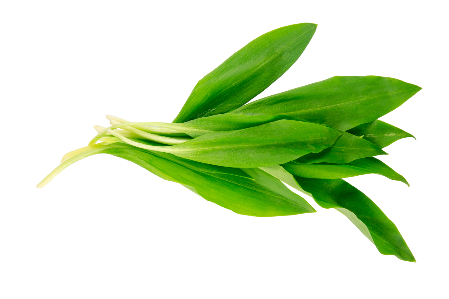 Karhunlaukka 50g 1lk