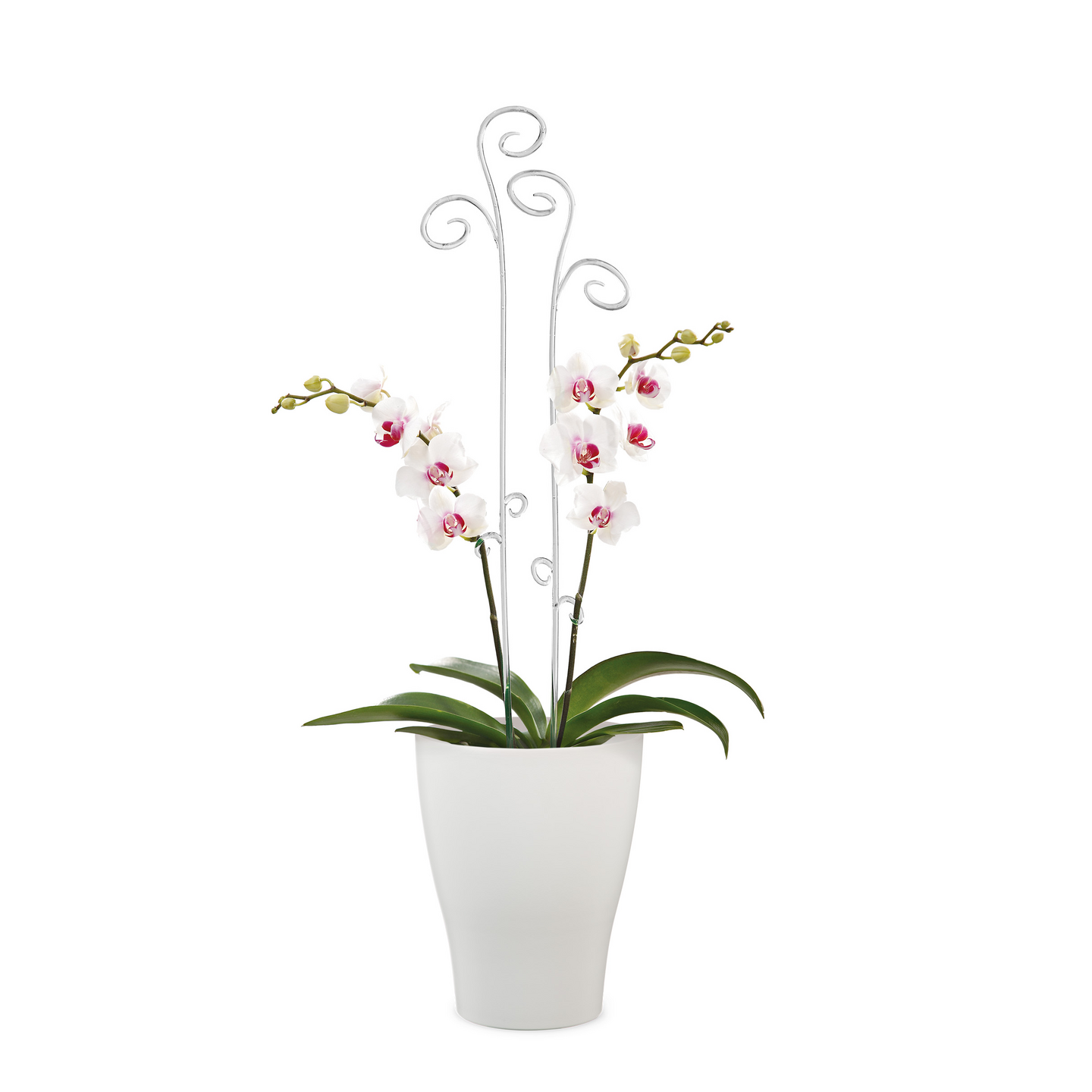 Scheurich orkidearuukku 608/13 cm valkoinen