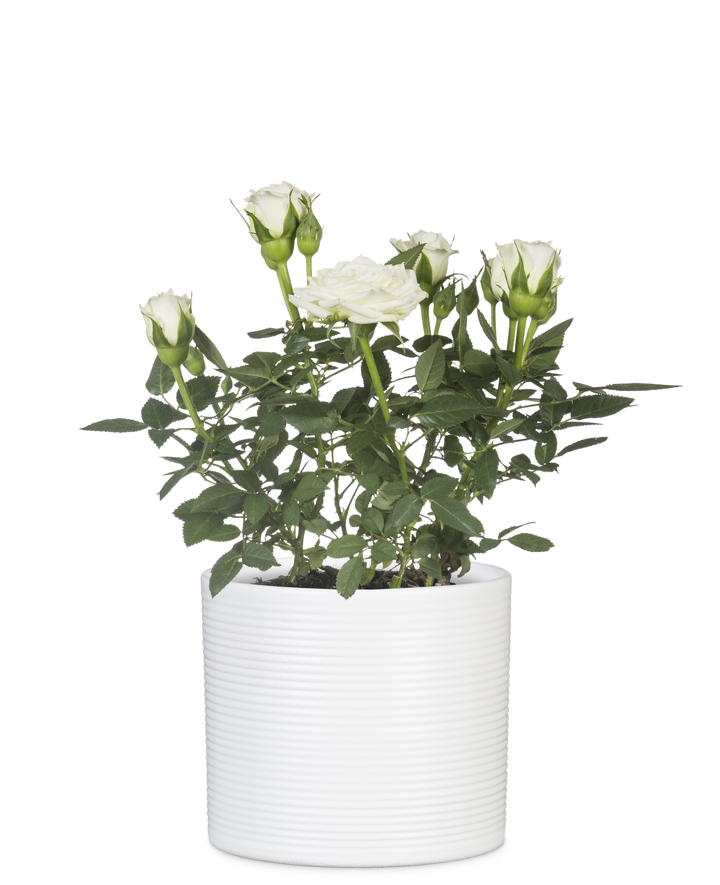 Scheurich ruukku, halkaisija 14 cm