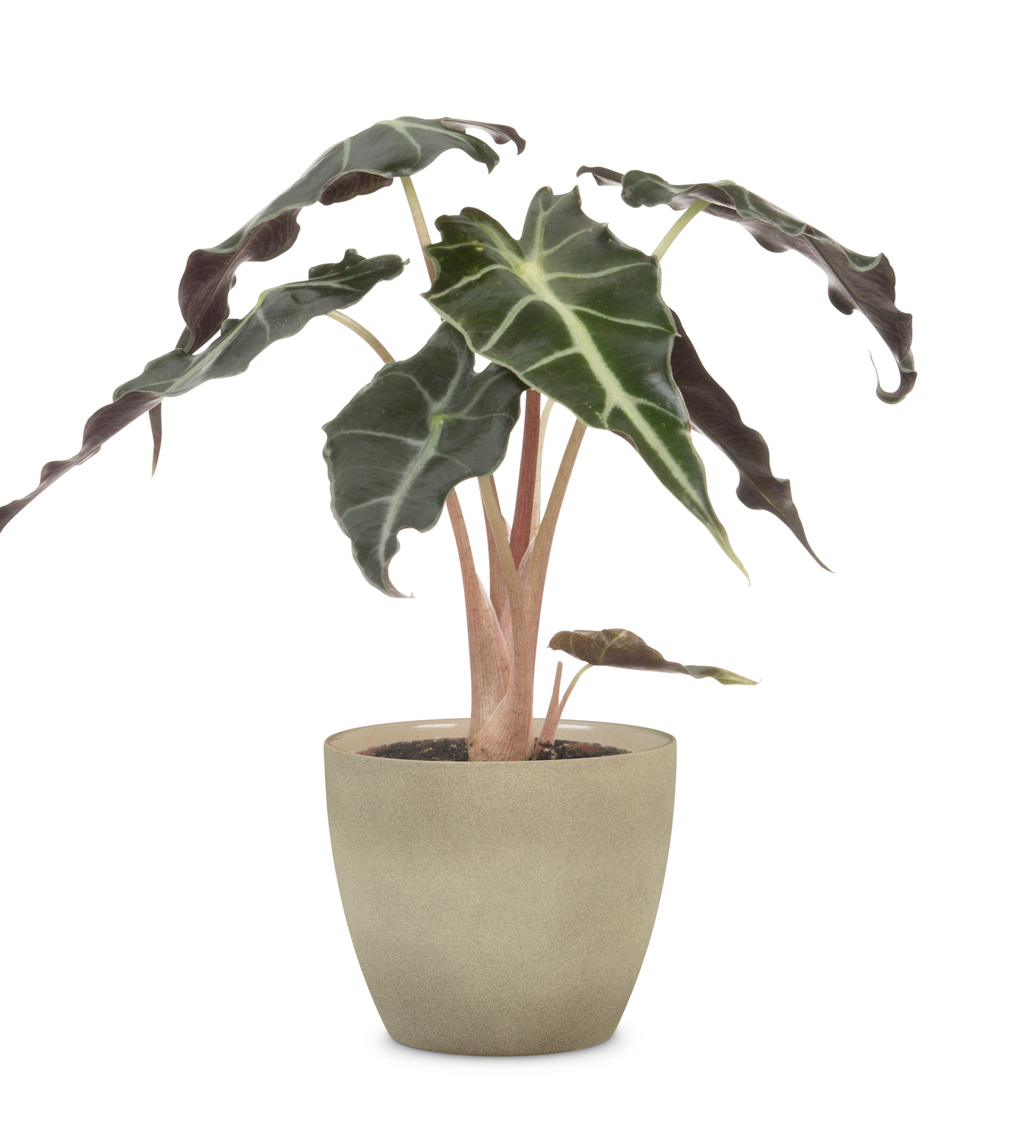 Scheurich ruukku, halkaisija 16 cm