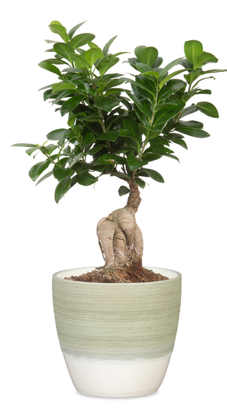 Scheurich ruukku, halkaisija 19 cm