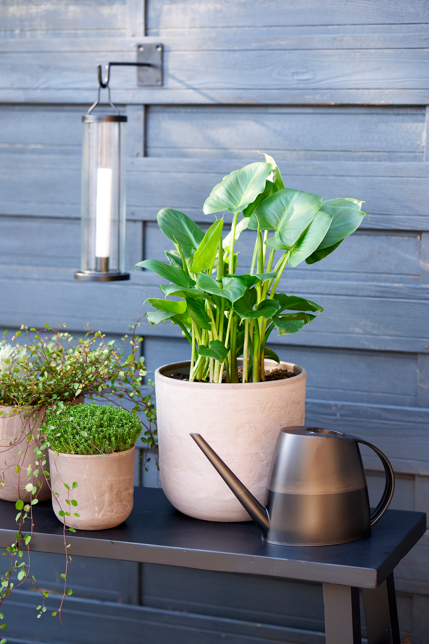 Scheurich Lilly kastelukannu 1,5l harmaa