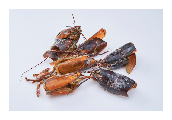 Nordic Seafood hummerin kuori 11,8kg MSC raaka pakaste