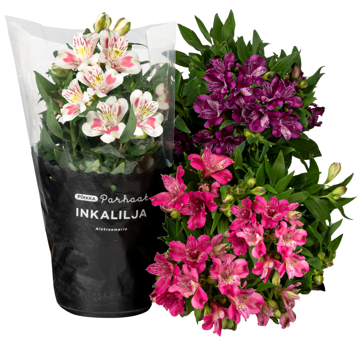 Pirkka Parhaat inkalilja