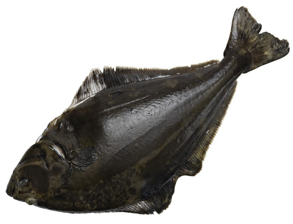 Eriksson ruijanpallas 5-7 kg tuore kasvatettu kokonainen