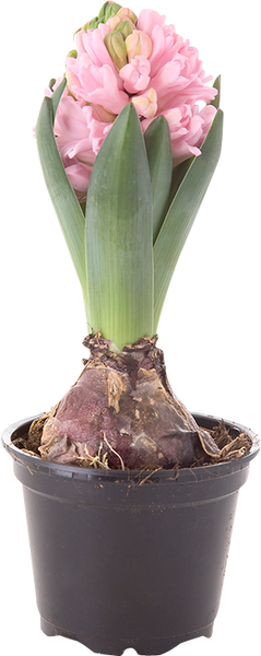 Pirkka hyasintti Suomi