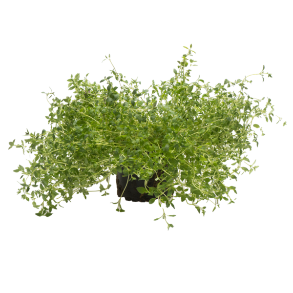 Varpion Timjami