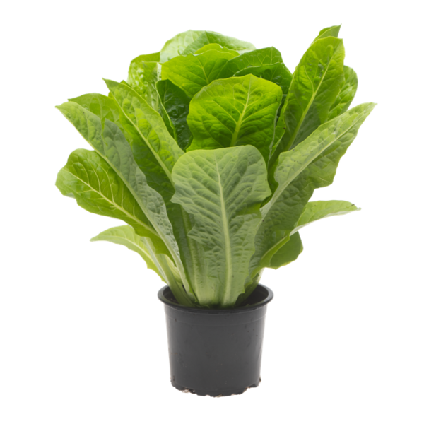 Varpion Romaine