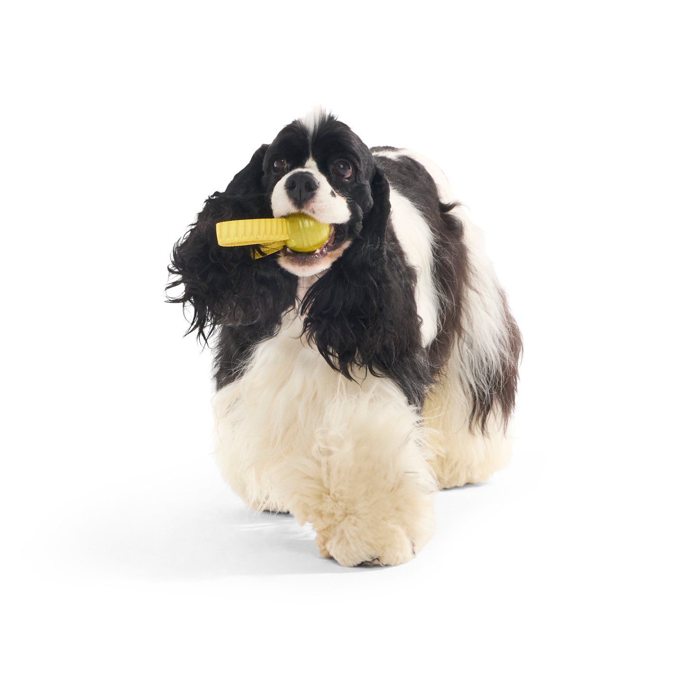 BARK x Harry Potter koiranlelu Kultasieppi 5cm