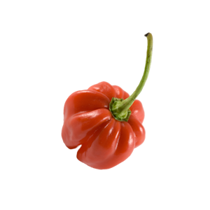 Habanero punainen NL/BE/ES 1lk