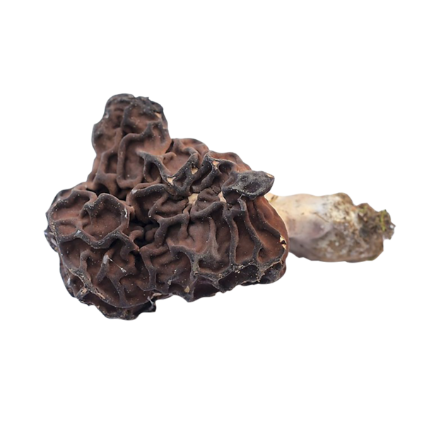 Korvasieni
