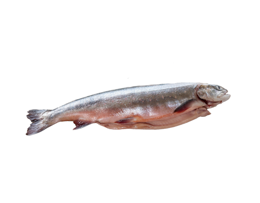 Eriksson nieriä kasvatettu islantilainen n.10 kg
