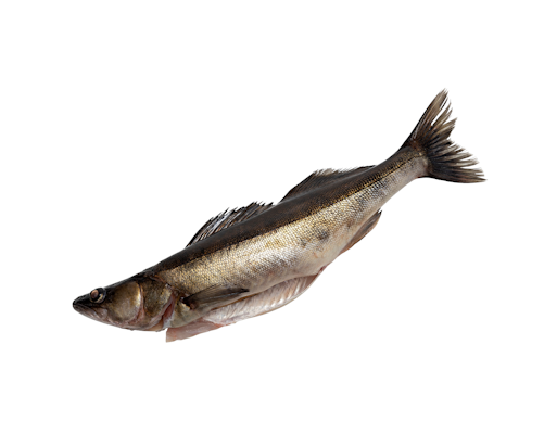 Eriksson kuha pyöreä n.10kg