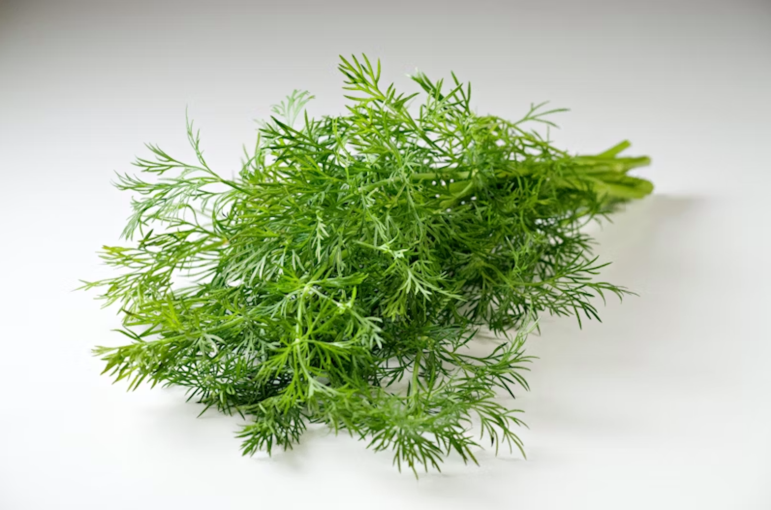 Tuore tilli 1kg ES/IT/DE/SE 1lk - HoReCa-tukku Kespro