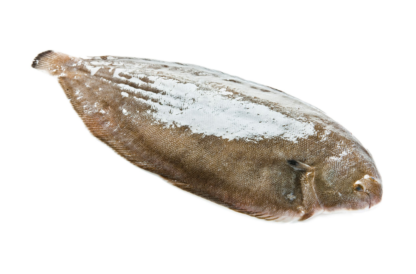 Eriksson meriantura 400-500g kasvatettu n6kg