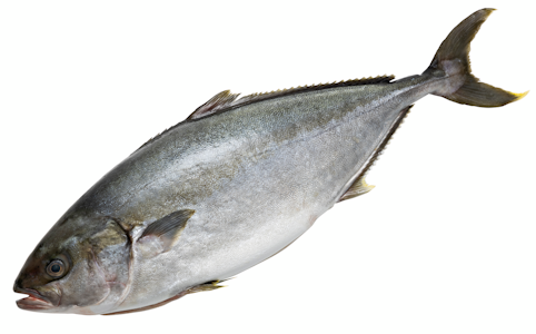 Eriksson hamachi (keltapyrstöpiikkimakrilli) ASC