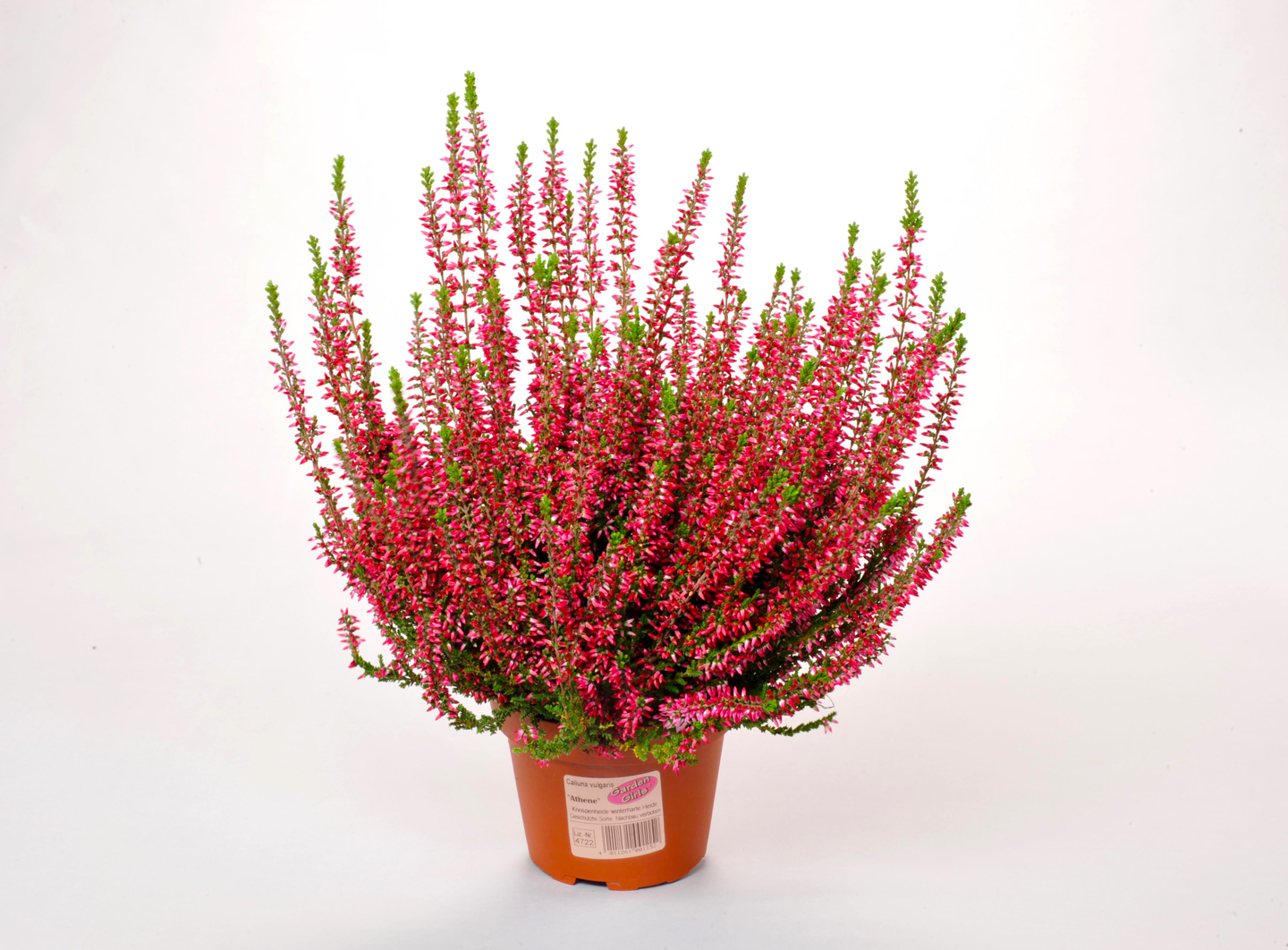 Calluna 11cm Saksa | K-Ruoka Verkkokauppa