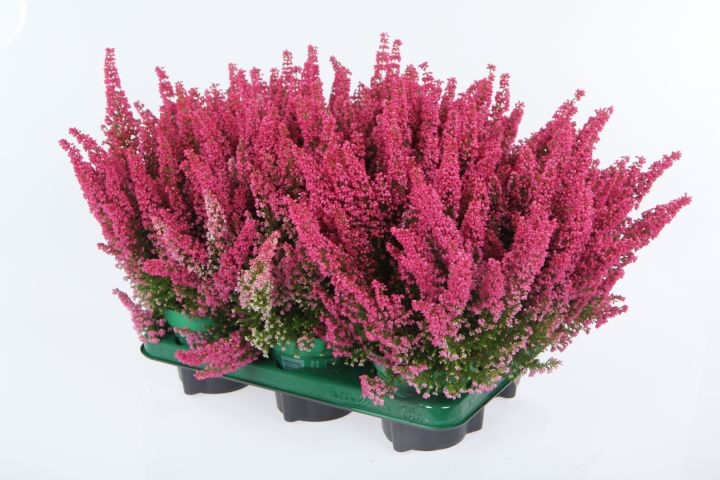 Calluna | K-Ruoka Verkkokauppa
