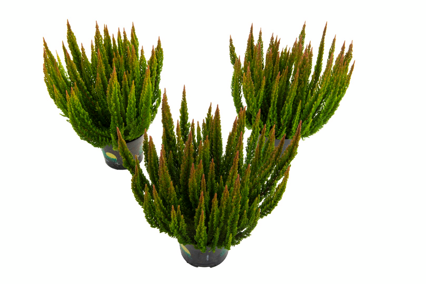 Calluna Skyline 11cm rku Saksa | K-Ruoka Verkkokauppa