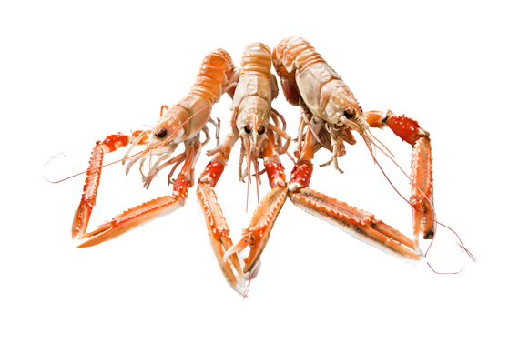 Laeso Choice merirapu 8-12/800g/1kg MSC raaka kokonainen pakaste