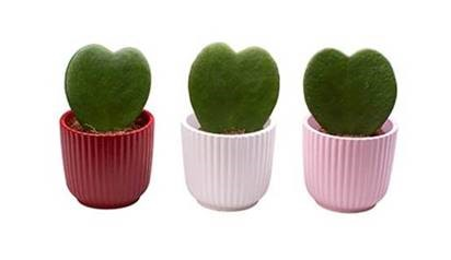 Posliinikukkasydän ruukussa Tanska KRuoka Verkkokauppa