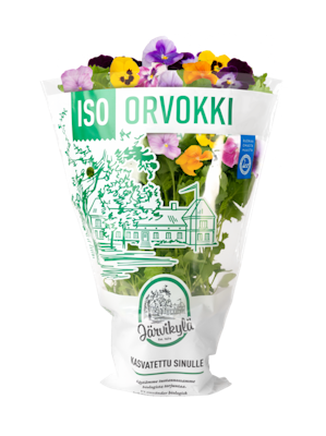Järvikylä orvokki iso ruukku Suomi