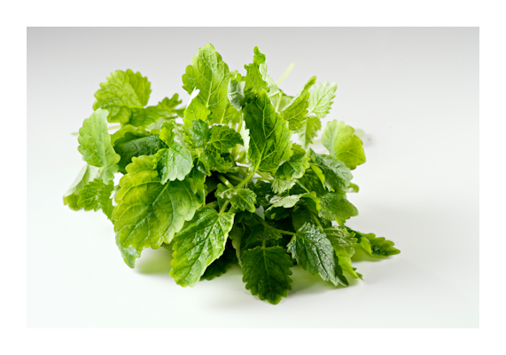 Menu sitruunamelissa 50g Suomi