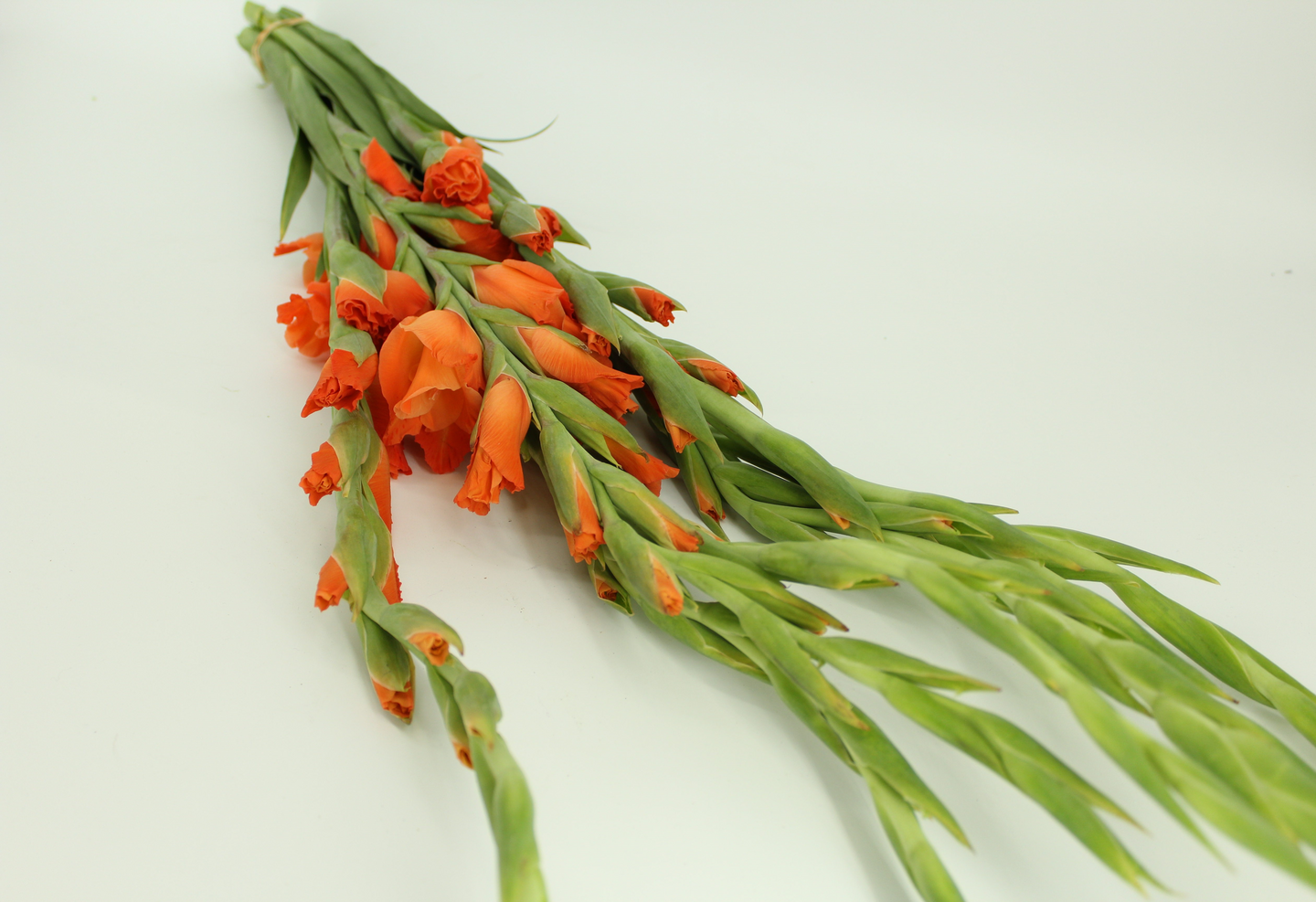 Gladiolus 5 kpl Alankomaat