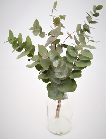 Eukalyptus 5kpl nippu Hollanti