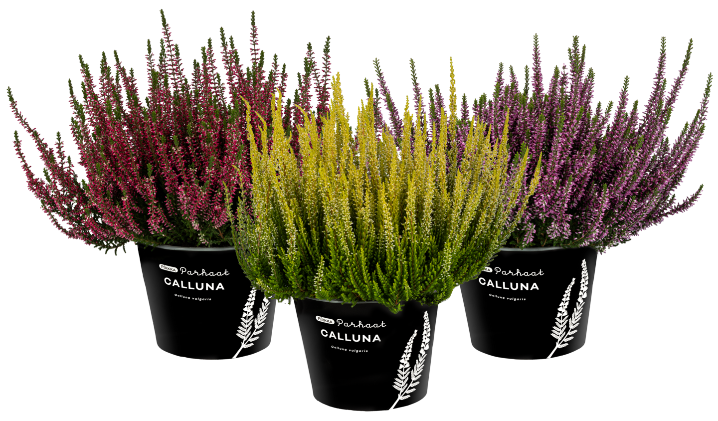 Pirkka Parhaat Calluna 17cm ruuku Saksa