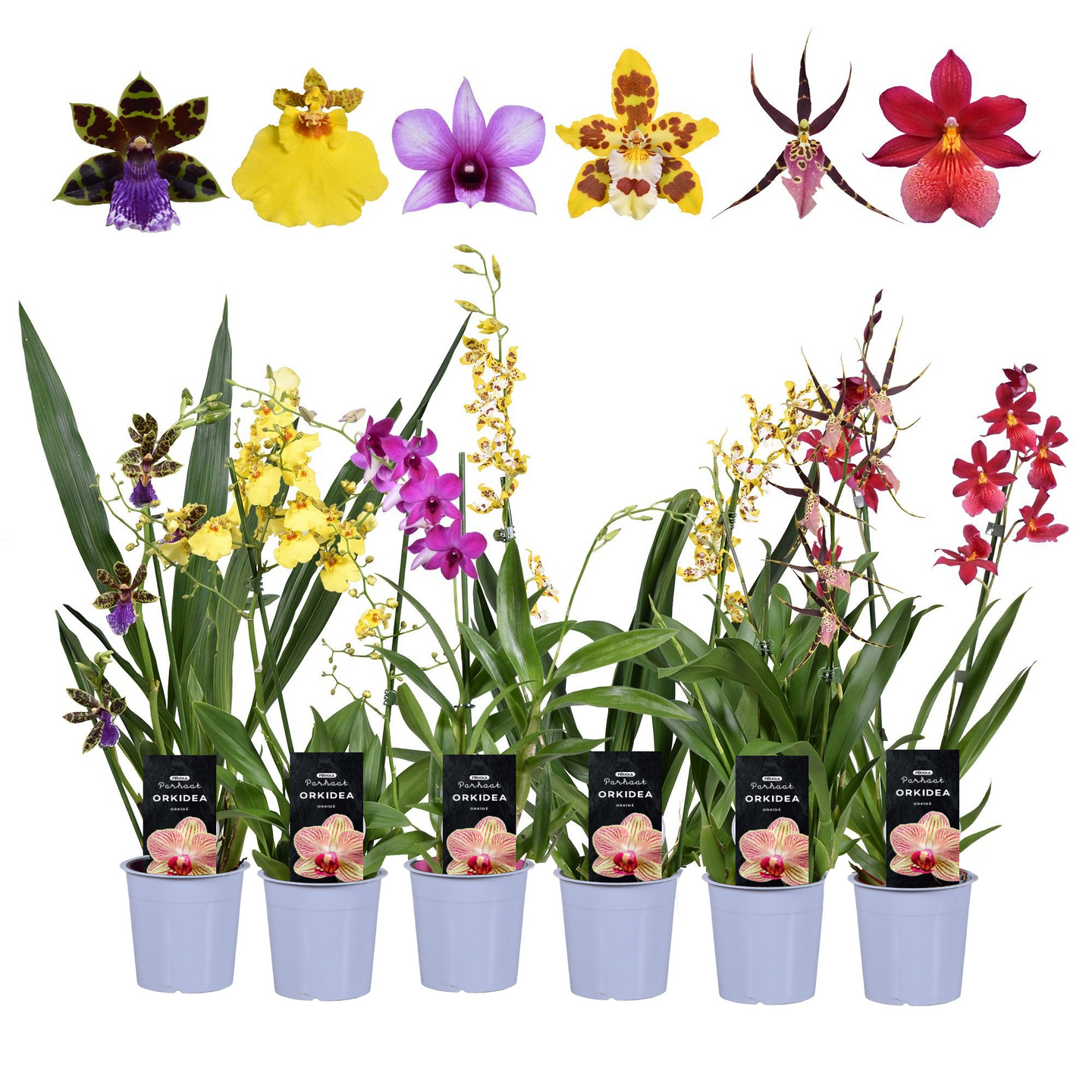 Pirkka Parhaat orkidea