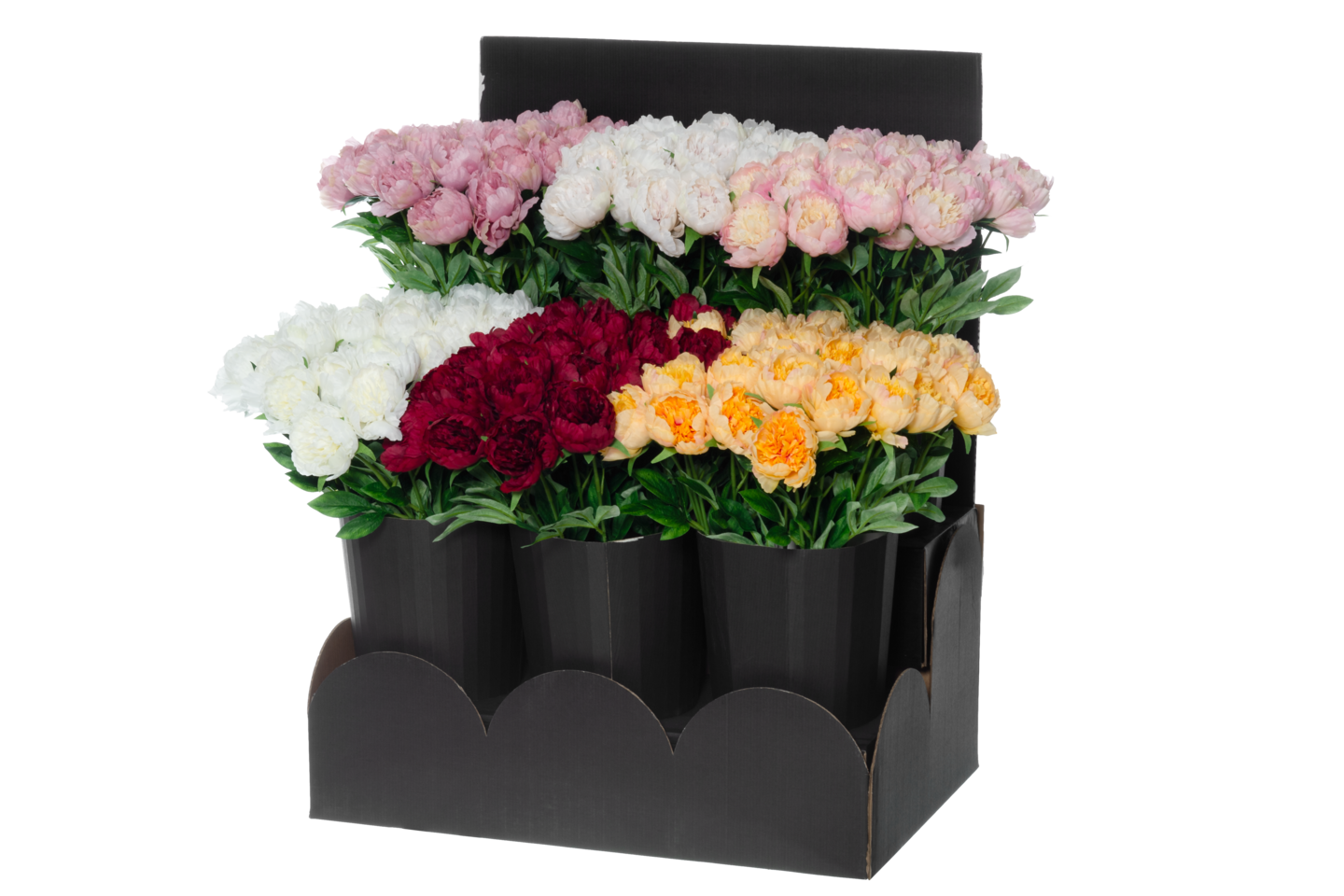 4Living Pioni 60 cm värilajitelma