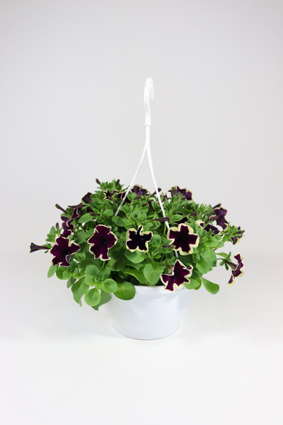 Petunia-amppeli Suomi