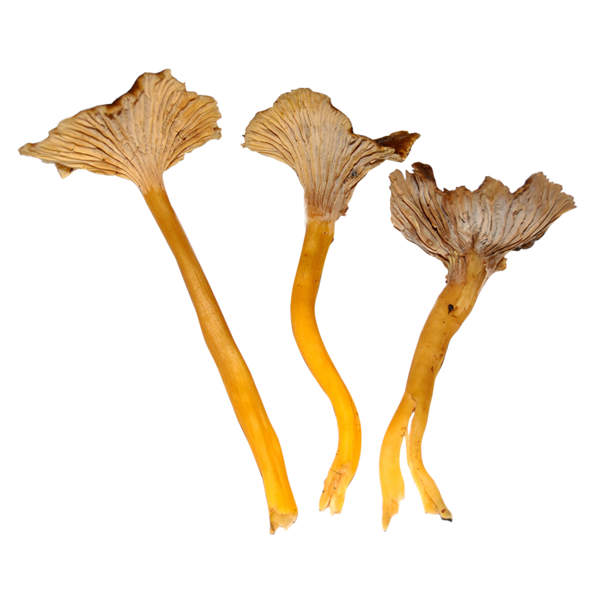 Suppilovahvero tuore 250g Suomi