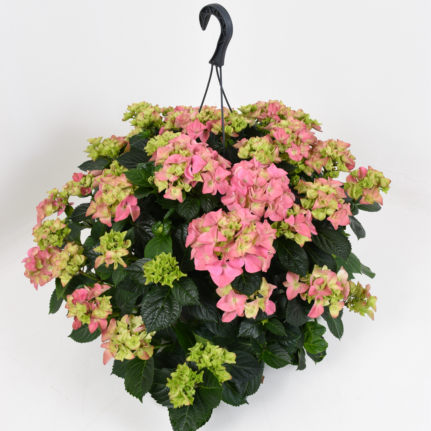 Jätti-hortensia amppelissa Suomi