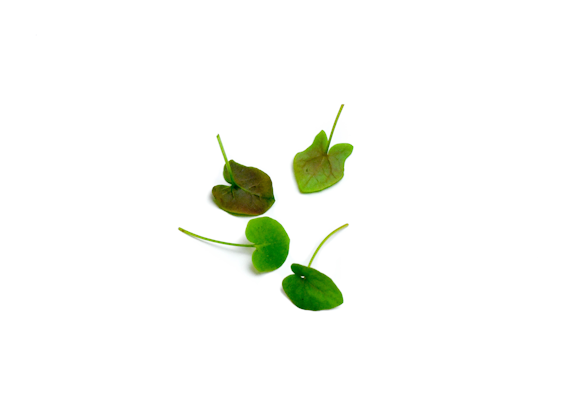 Mimis Ranskalainen suolaheinä 15g Suomi