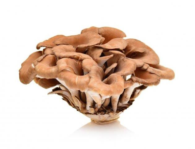 Maitake sieni 500g NL/KR 1kl