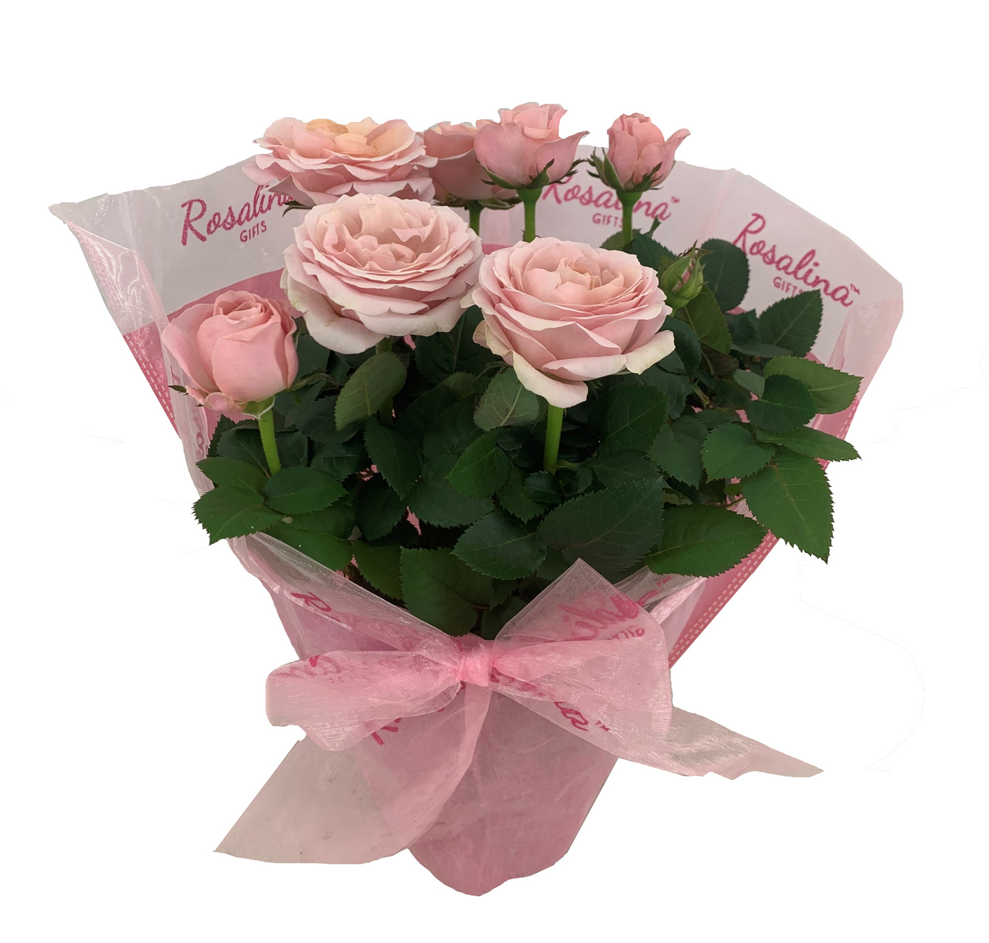 Ruukkuruusu Infinity 14cm Alankomaat