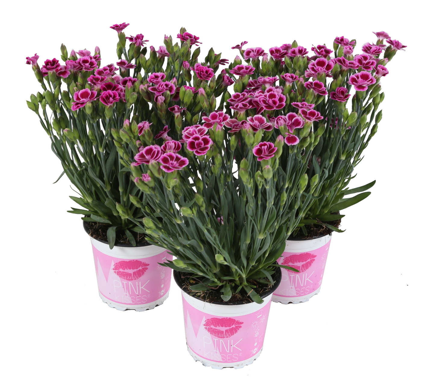 Ruukkuneilikka Pink Kisses 10,5cm Alankomaat