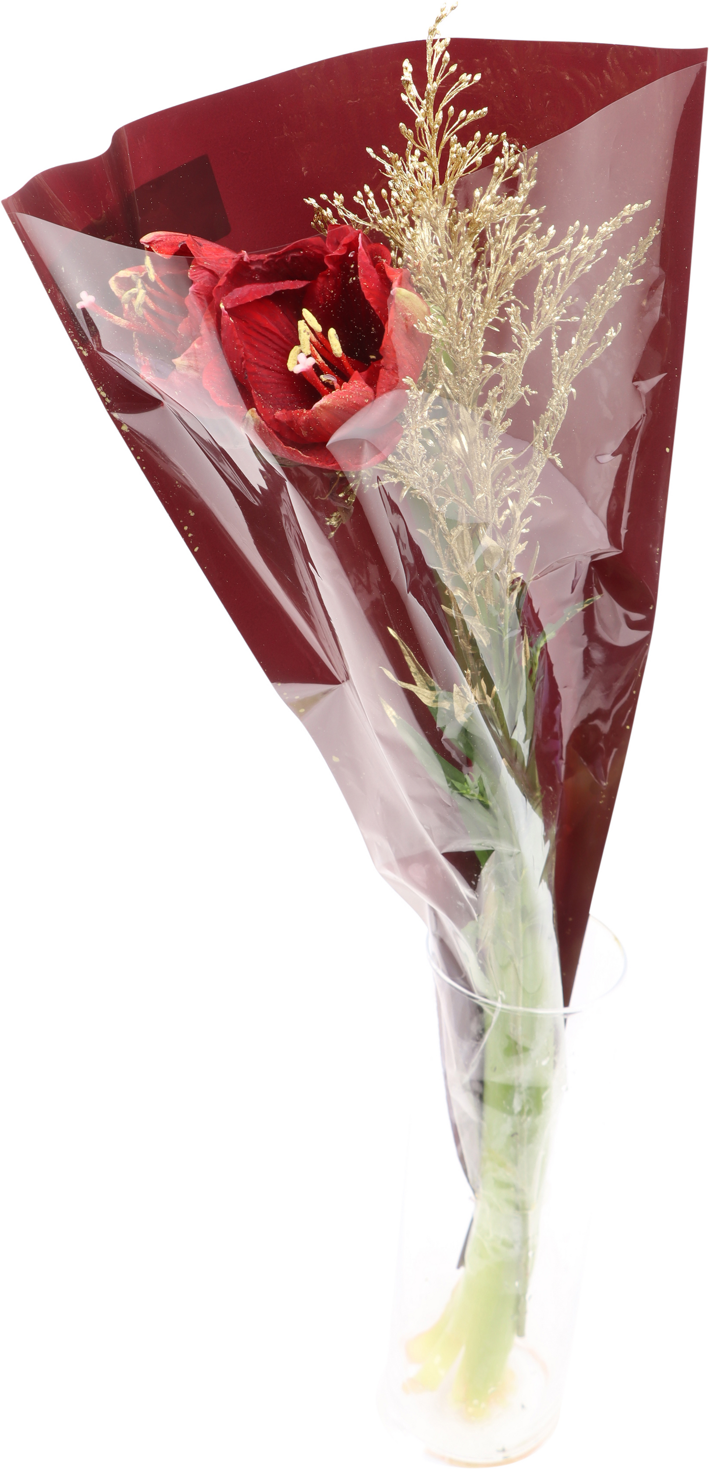 Leikkoamaryllis Hollanti